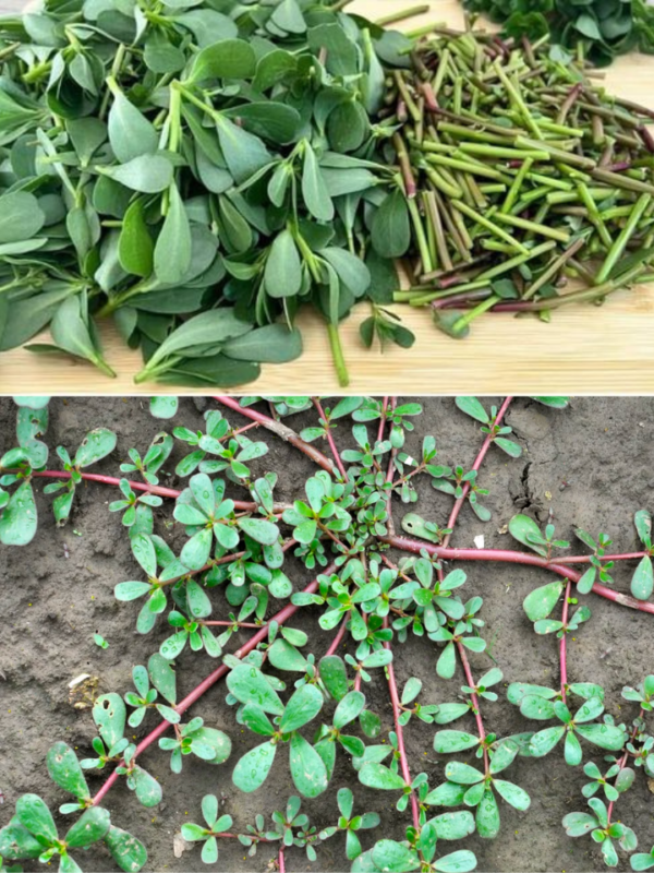 Découvrez les Vertus Insoupçonnées du Pourpier