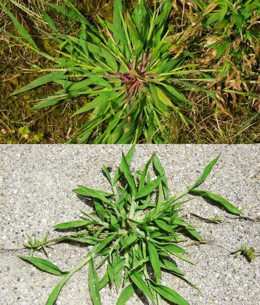 Découvrir le potentiel de guérison de la digitaire : Le remède inattendu de la nature