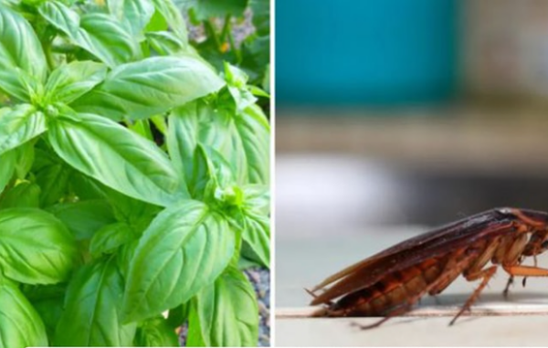Des plantes qui éloignent les fourmis, les cafards et les mouches de votre maison
