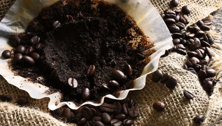 Marc de café dans l'évier