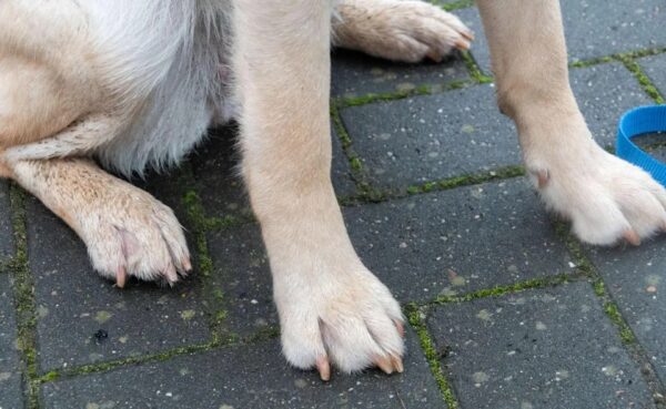 En Afrique du Sud, huit ans de prison pour avoir violé un chien