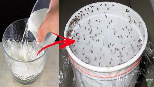 Enfin ! Un Piège à Moucherons Efficace !