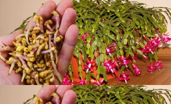 Engrais naturel, adapté aux plantes en février. Votre maison se transformera en un jardin fleuri !