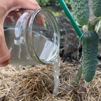 Engrais naturel pour le liage et le développement rapide des concombres !