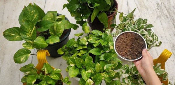 Engrais naturels : cultivez vos Pothos comme jamais