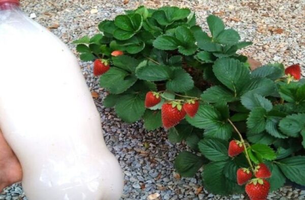 Engrais organique naturel qui accélère le développement de votre plante