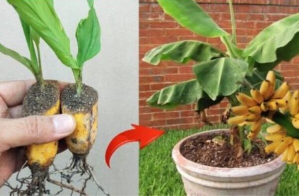 Enterrer une banane dans le sol : c’est incroyable ce qui se passe après 7 jours