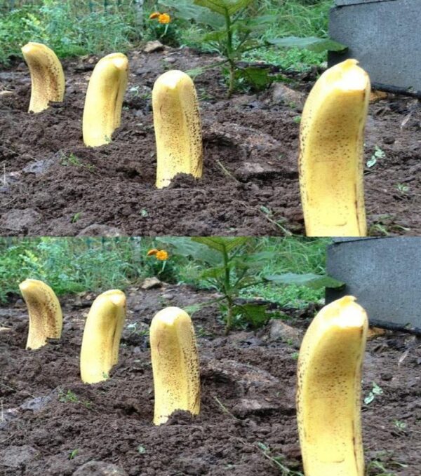 Enterrez une banane dans le sol et vous serez surpris des résultats