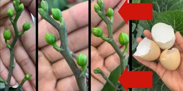 Entretenir et faire refleurir une orchidée : les astuces clés !