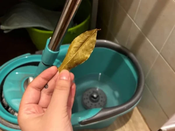 FEUILLE DE LAURIER DANS LE SEAU : POURQUOI LES COUPES ONT COMMENCÉ À LE FAIRE