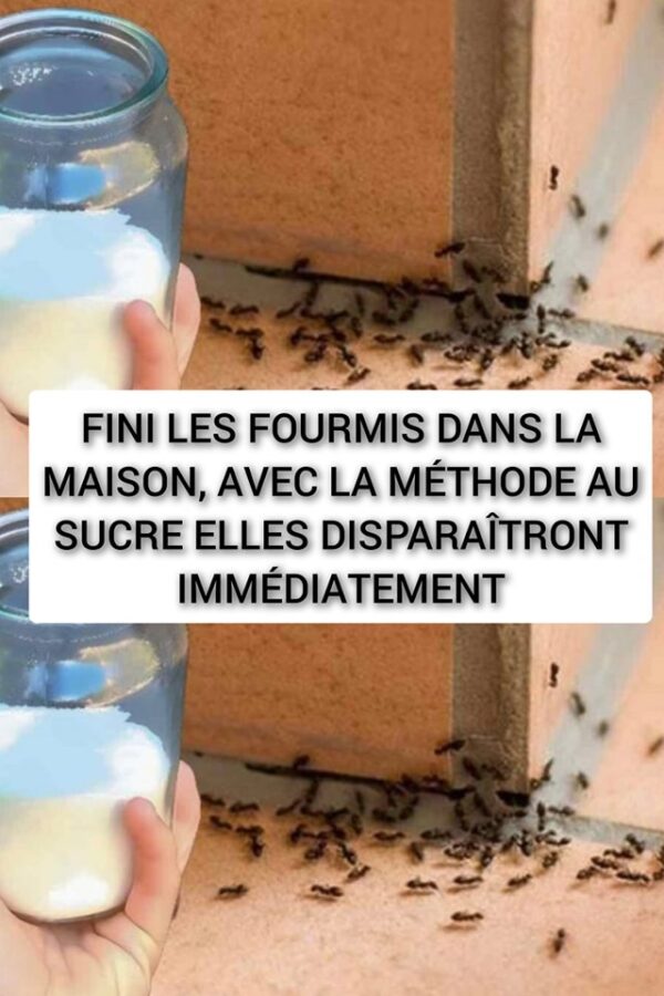 FINI LES FOURMIS DANS LA MAISON, AVEC LA MÉTHODE AU SUCRE ELLES DISPARAÎTRONT IMMÉDIATEMENT