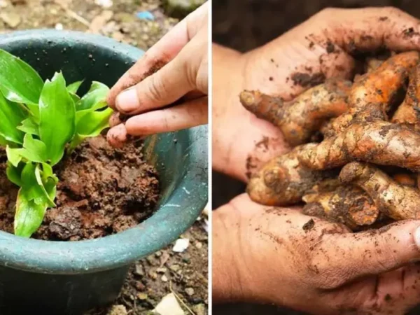 Faire Pousser Du Curcuma Pour En Avoir à L’infini à La Maison