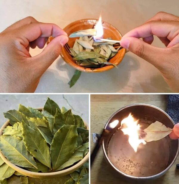 Faites Brûler des Feuilles de Laurier Chez Vous Et Regardez Ce Qu’il se Passe au Bout de 10 min.