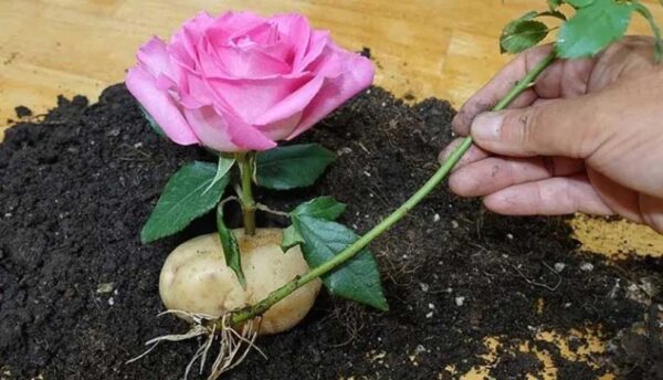 Faites Pousser de Beaux Rosiers En Plantant Les Boutures Dans Des PATATES