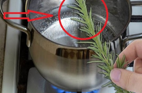 Faites bouillir 10 brins de romarin à la maison et laissez-vous surprendre par ce que vous remarquez après un certain temps