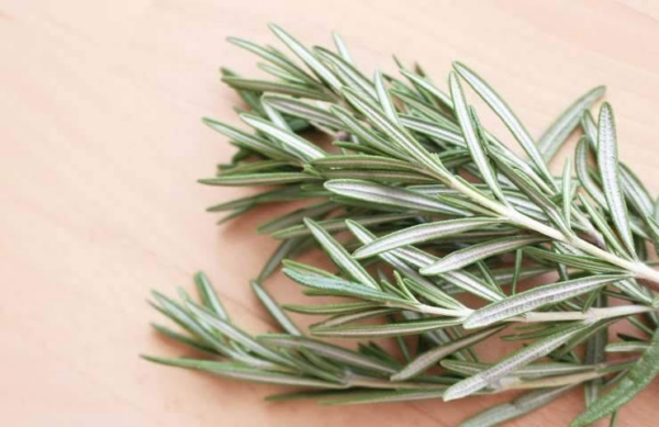 Faites bouillir du romarin, vous ne le regretterez pas