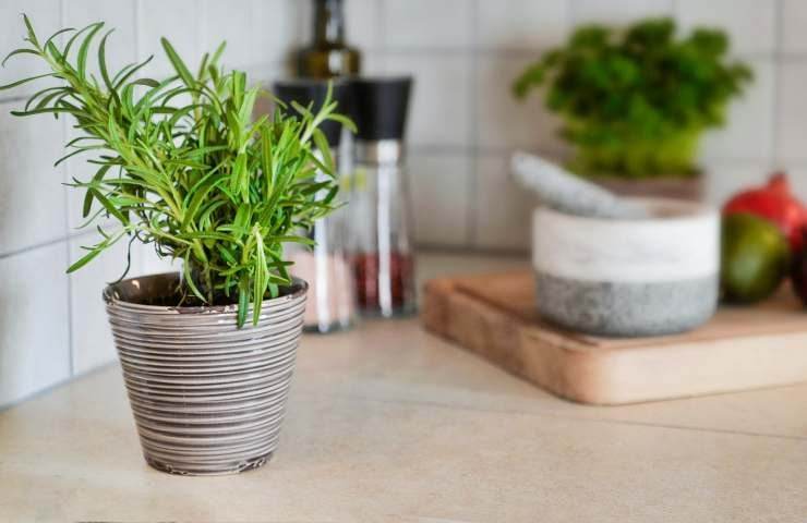 romarin pour un usage domestique
