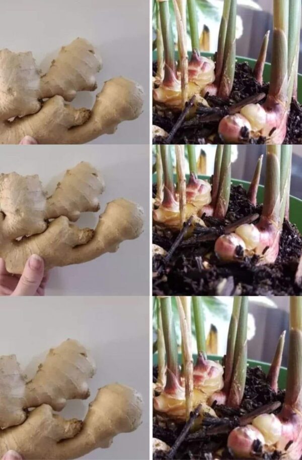 Faites germer votre propre racine de gingembre : vous pouvez en faire une belle plante