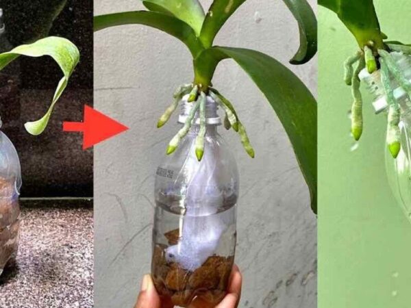 Faites-le et vous n’aurez plus à vous soucier de faire revivre une orchidée sans racines.