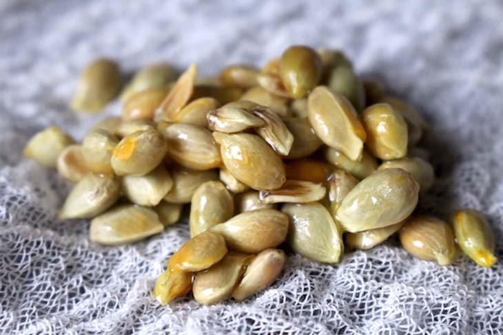 Faites pousser un citron dans une tasse pour parfumer toute la maison 2 graines de citron