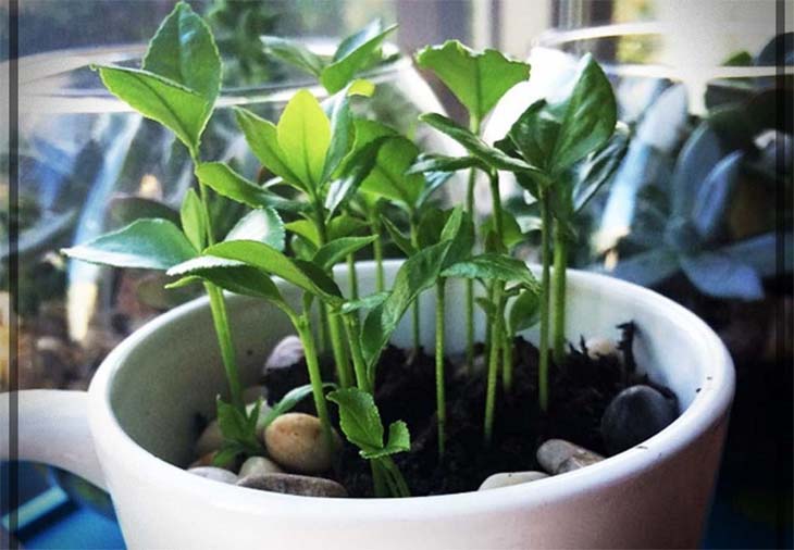 Faites pousser un citron dans une tasse pour parfumer toute la maison 3 faire pousser citron mug