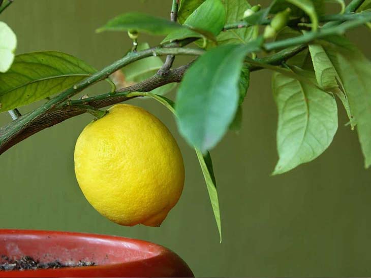 Faites pousser un citron dans une tasse pour parfumer toute la maison 4 citronnier a la maison