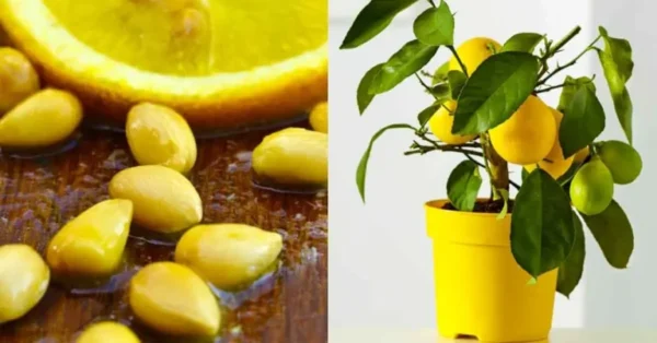 Faites pousser un citron dans une tasse pour parfumer toute la maison