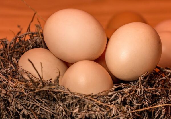 Faut-il Conserver les Oeufs au frigo?