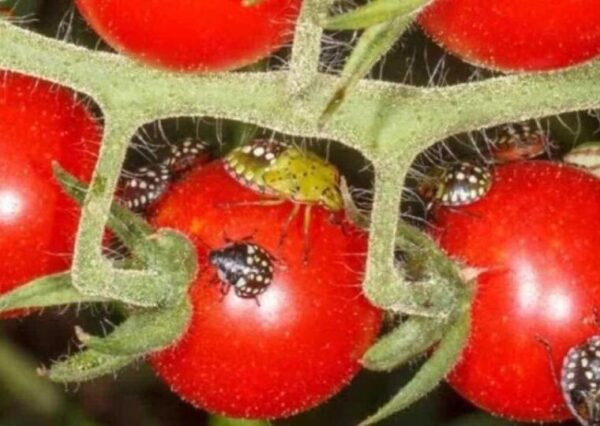 Fini les punaises de lit dans le jardin, sauf avec des insecticides chimiques : Comment s’en débarrasser immédiatement