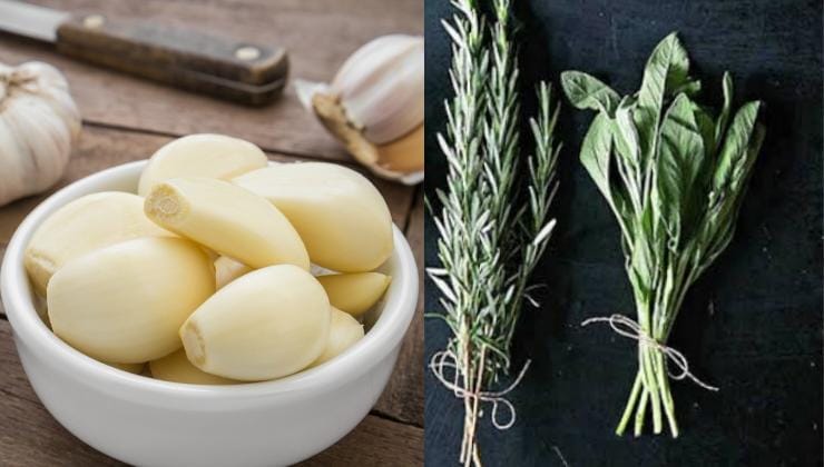 Weitere Mittel, um Bettwanzen vom Garten fernzuhalten