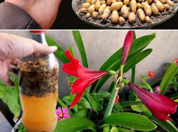 Floraison immédiate si vous donnez ceci à vos plantes : 10 fois plus puissant que l’eau