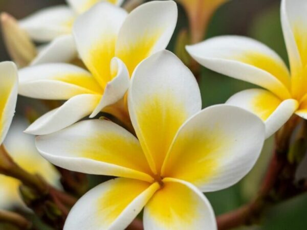 Frangipanier : une merveille en intérieur