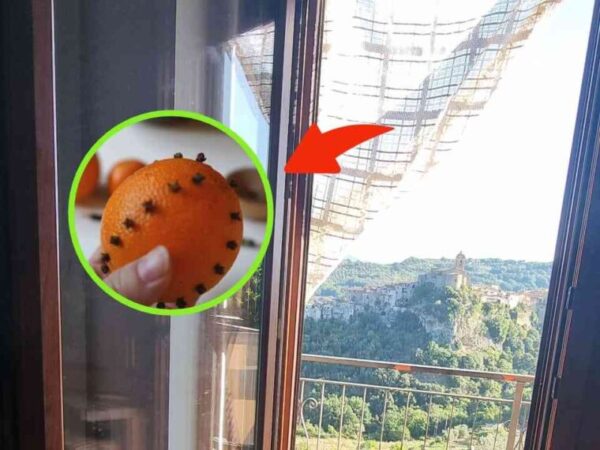 GRÂCE À CETTE ASTUCE, LES INSECTES NE PÉNÈTRENT PAS DANS LA MAISON, MÊME LORSQUE LES FENÊTRES SONT OUVERTES