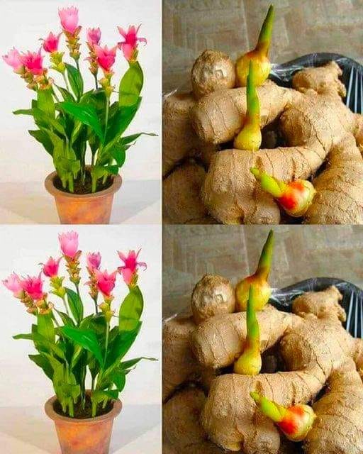 Gingembre : Comment Faire Pousser une Quantité Illimitée à La Maison ?