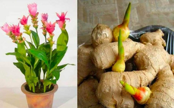 Gingembre : Comment Faire Pousser une Quantité Illimitée à La Maison ?