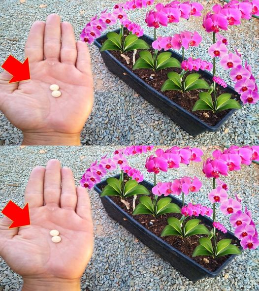 Grâce à cet ingrédient, vous obtiendrez des racines très fortes et des fleurs toujours luxuriantes