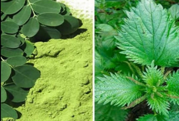 Herbes médicinales qui rajeunissent le corps