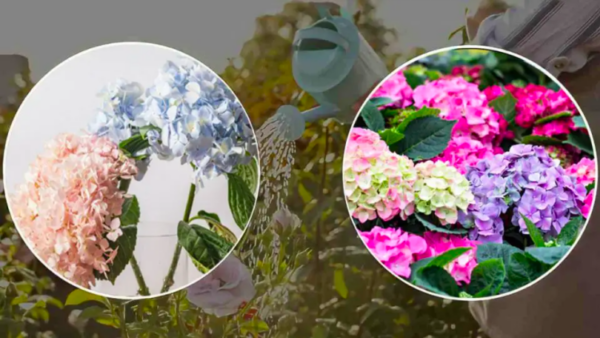 Hortensias : le secret du fleuriste pour une floraison abondante et des feuilles vigoureuses et brillantes