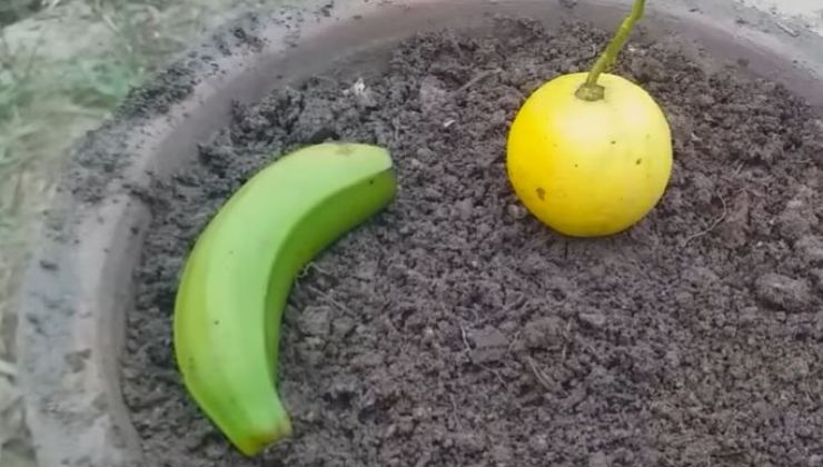 citron et banane citron et banane