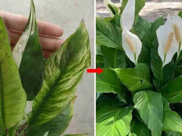 Jardinage: Comment avoir un spathiphyllum toujours vert et plein de fleurs : 3 astuces infaillibles et très puissantes.