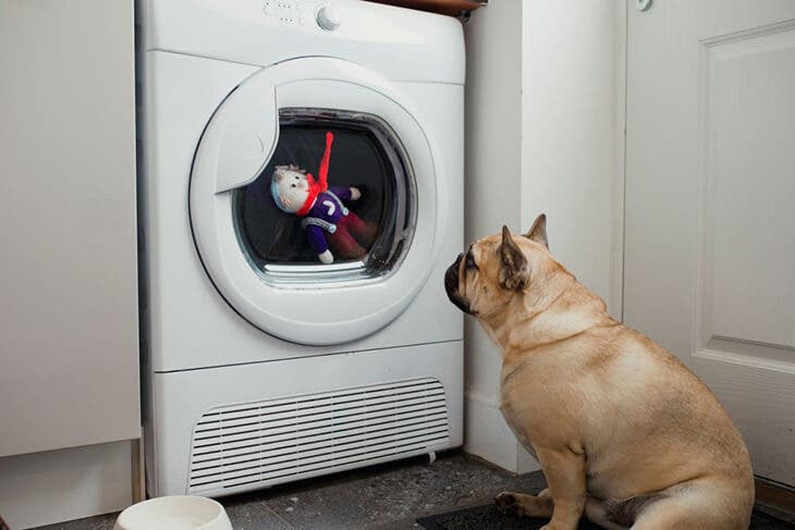 Jetez une éponge à vaisselle dans la lave-linge : l’astuce magique qui règle un problème courant 2 Une machine a laver avec un chien