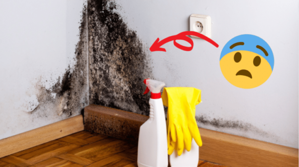 Joint, mur, tissu… comment nettoyer les moisissures sur toutes les surfaces ?