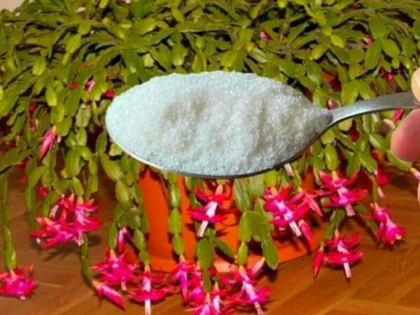 Juste 1 cuillère à café pour chaque fleur que vous avez à la maison et la floraison est assurée