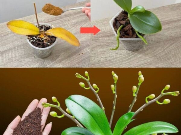 Juste une cuillère à café, et soudainement l’orchidée fleurit miraculeusement de nombreuses fleurs.