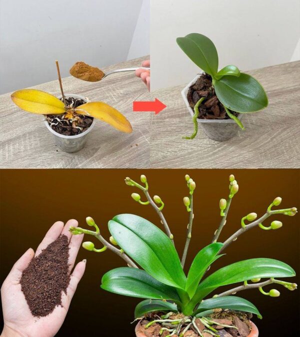 Juste une cuillère à café, et soudainement l’orchidée fleurit miraculeusement de nombreuses fleurs.