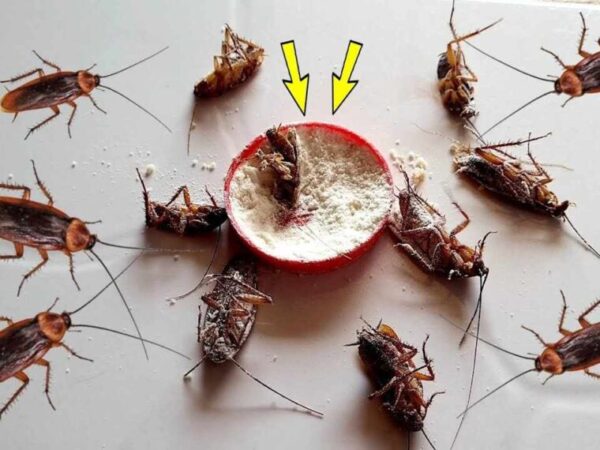 LA RECETTE INFAILLIBLE POUR ÉLIMINER LES CAFARDS ET LES FOURMIS DE LA MAISON EN UNE SEULE FOIS