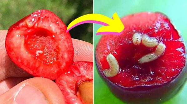 L’Astuce Pour Enlever les Vers Dans les Cerises (Ils Sortent en 2 Min).