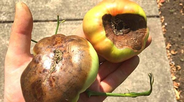 L’Astuce de Mon Jardinier Contre la Pourriture Apicale des Tomates.