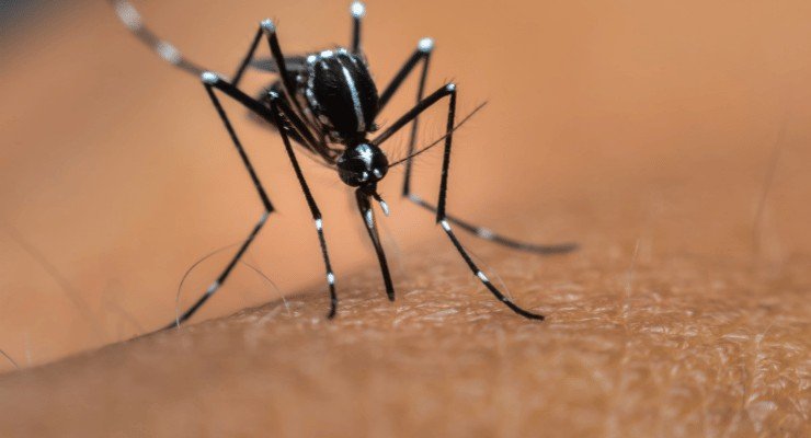 Éloignez les moustiques