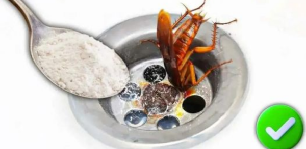 LES CAFARDS AIMENT SE CACHER DANS LES DRAINAGES. VERSEZ CECI POUR VOUS EN DÉBARRASSER POUR ENFIN